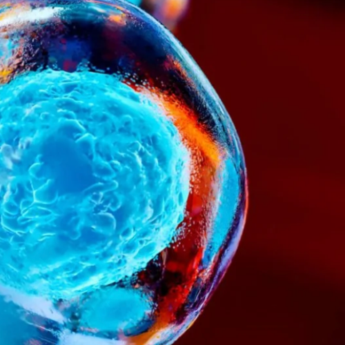 Optimising Health: The Science Behind Autophagy for all Maroubra Residents